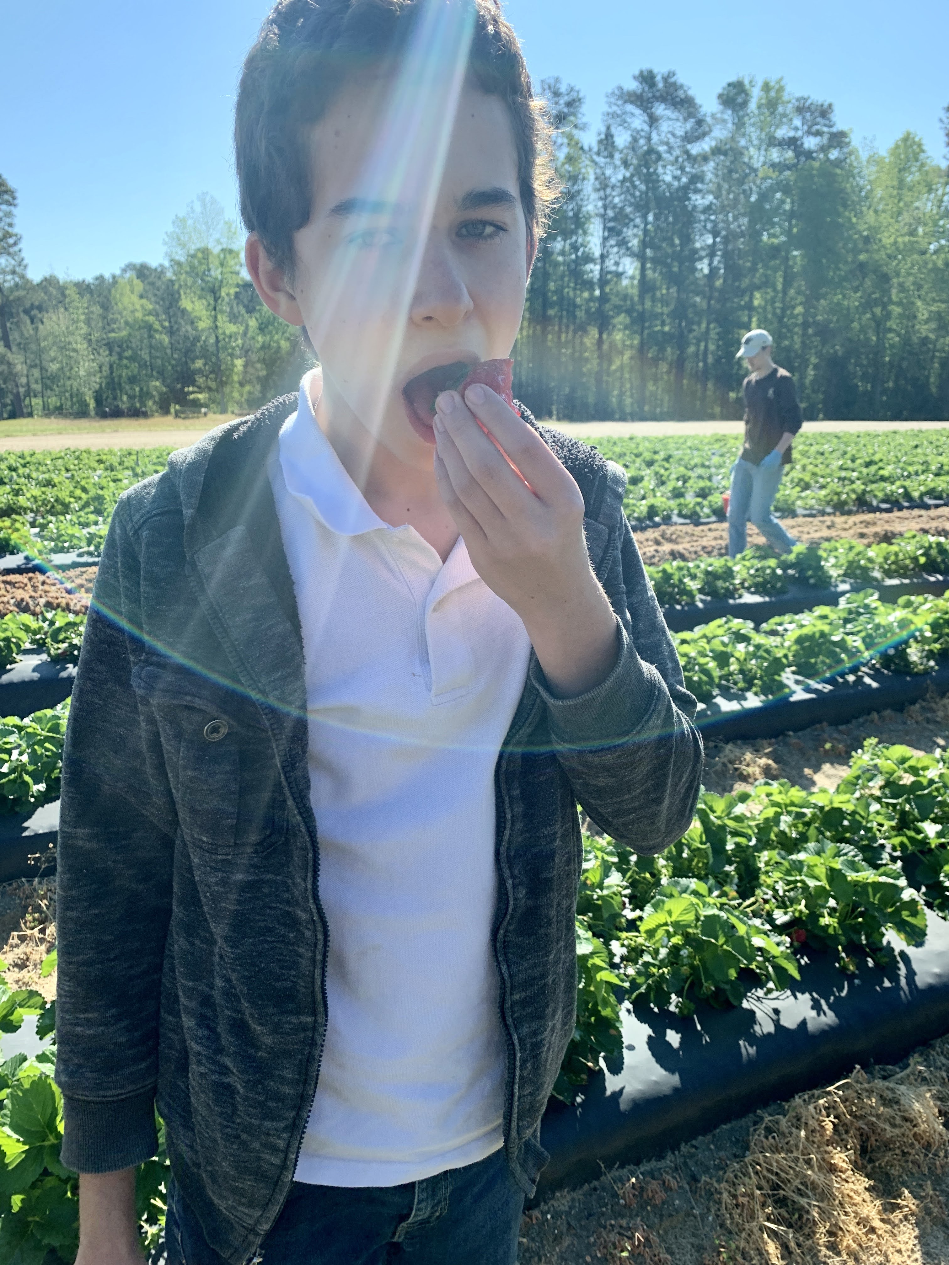 strawberries